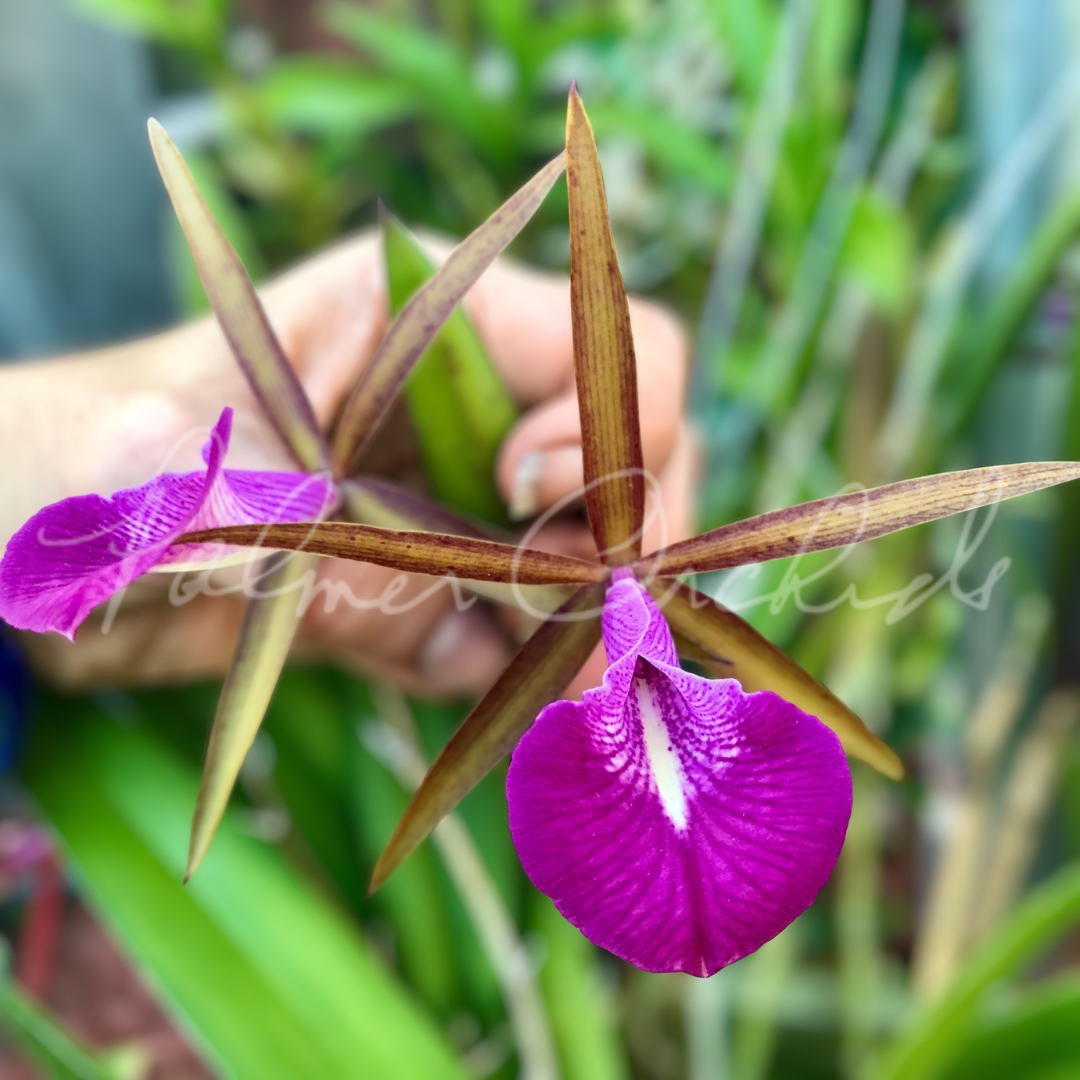 Pcv. Key Lime Stars — Palmer Orchids